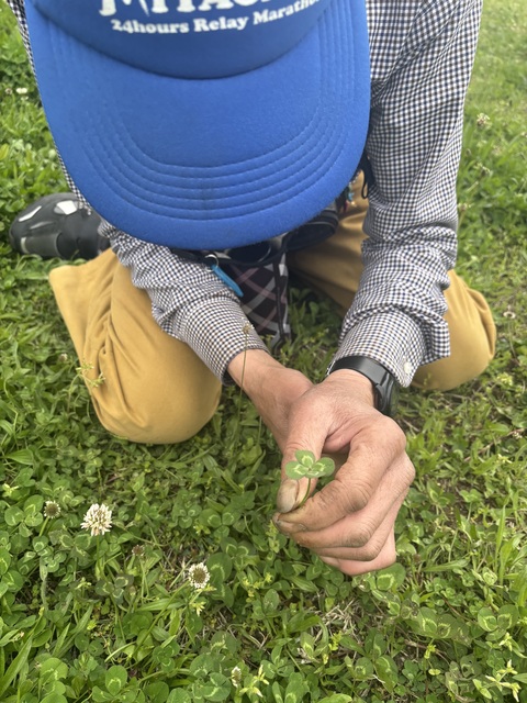 四つ葉のクローバー!