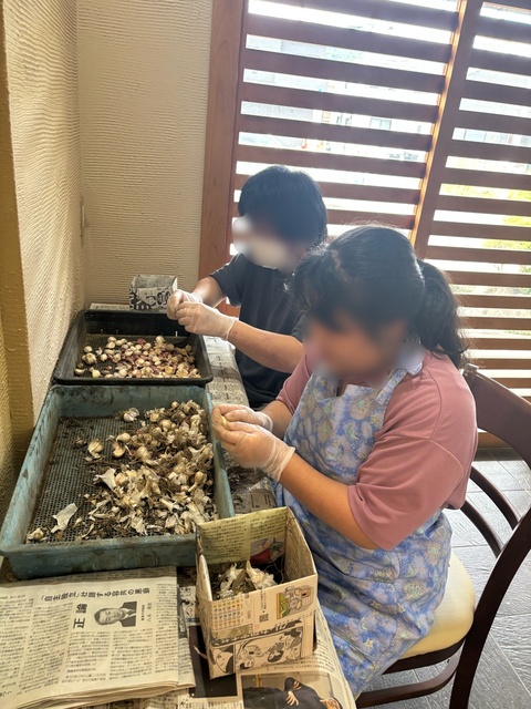 ニンニクの株を分ける作業